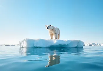 port plunge polar bear
