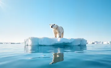 port plunge polar bear